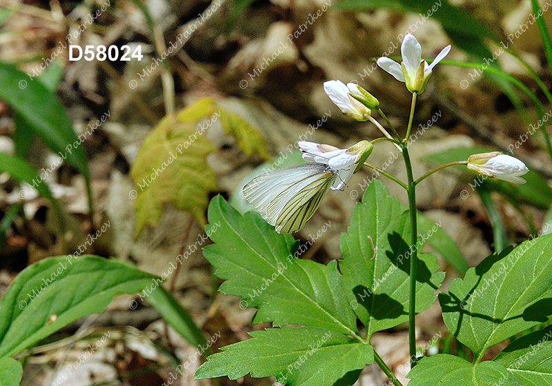 Mustard White (Pieris oleracea)